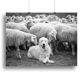 The Boss Canvas Print or Poster (Type: Standard Framed Canvas Print, size: 32" x 24" / 80cm x 60cm approx)